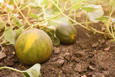 Photo of Fresh ripe juicy melon growing in field