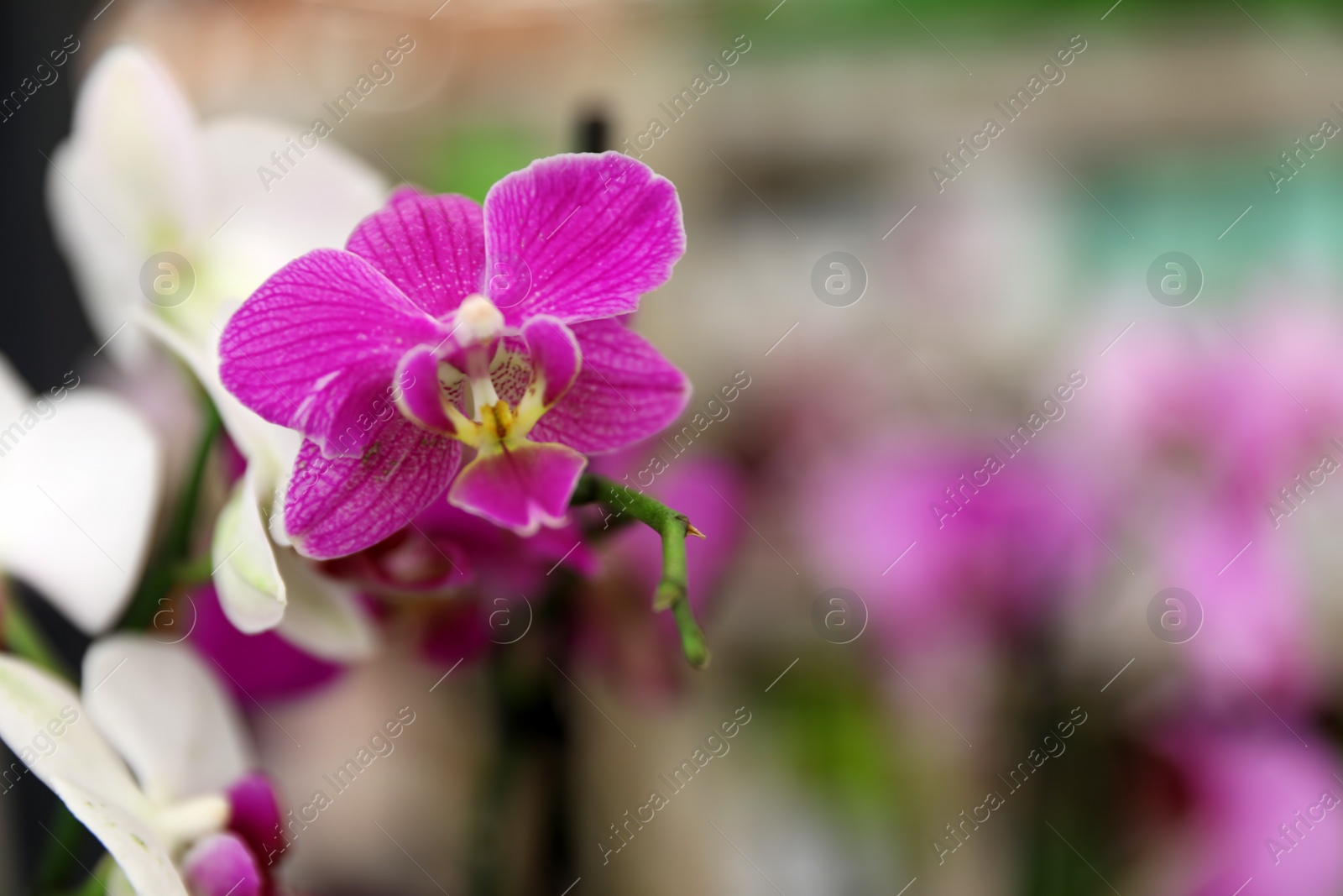 Photo of Beautiful blooming tropical orchid flowers on blurred background, closeup. Space for text