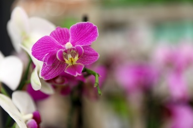 Photo of Beautiful blooming tropical orchid flowers on blurred background, closeup. Space for text