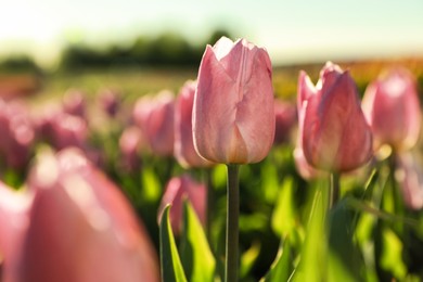 Photo of Blossoming tulips in field on sunny day, closeup. Space for text