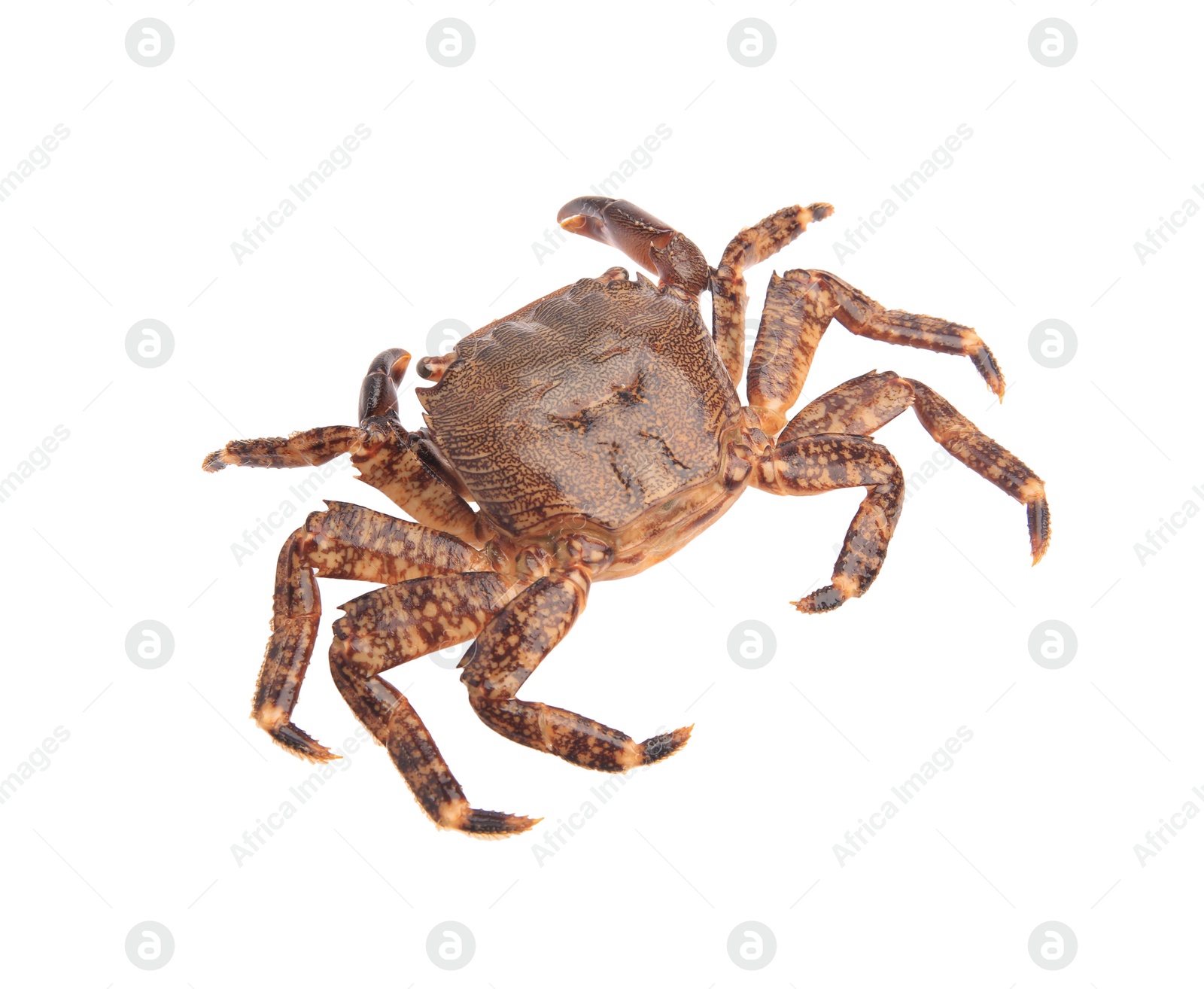 Photo of One fresh raw crab isolated on white, top view