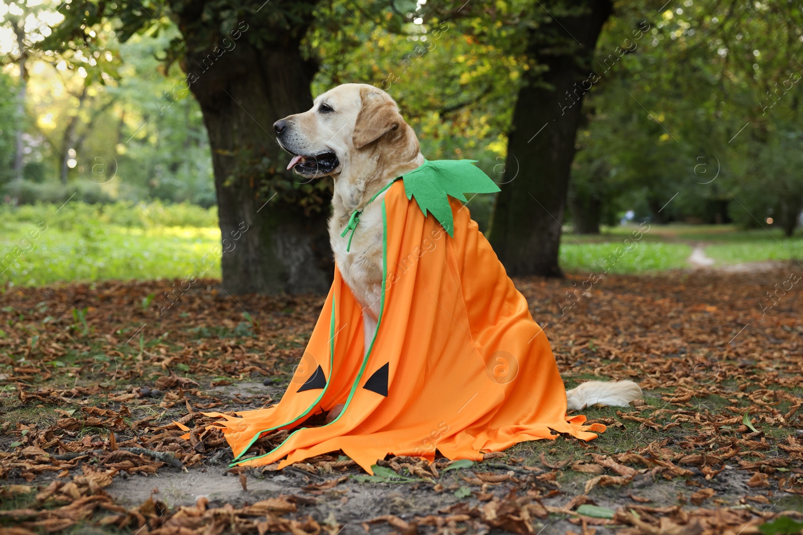 Photo of Cute Labrador Retriever dog wearing Halloween costume sitting in autumn park