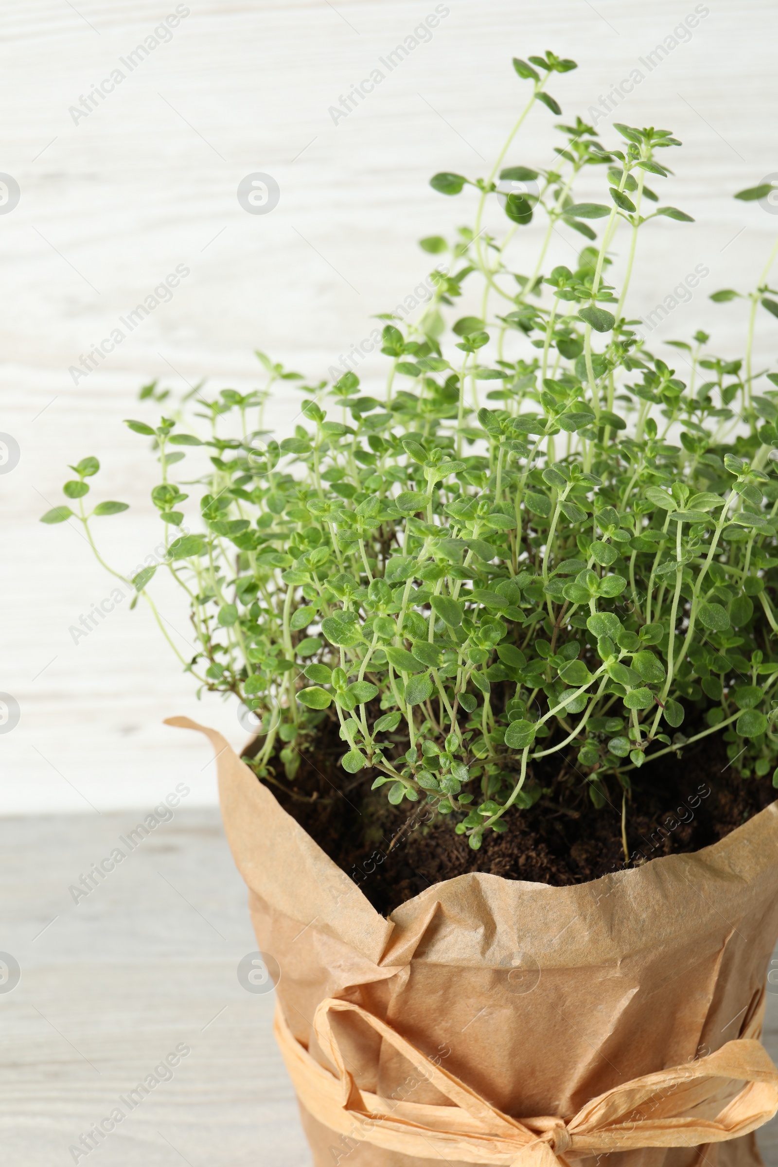 Photo of Aromatic green potted thyme on light wooden table, closeup