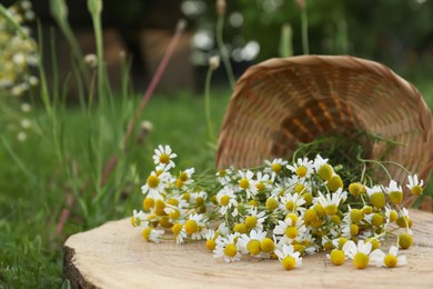 Photo of Overturned basket with beautiful chamomiles on stump outdoors