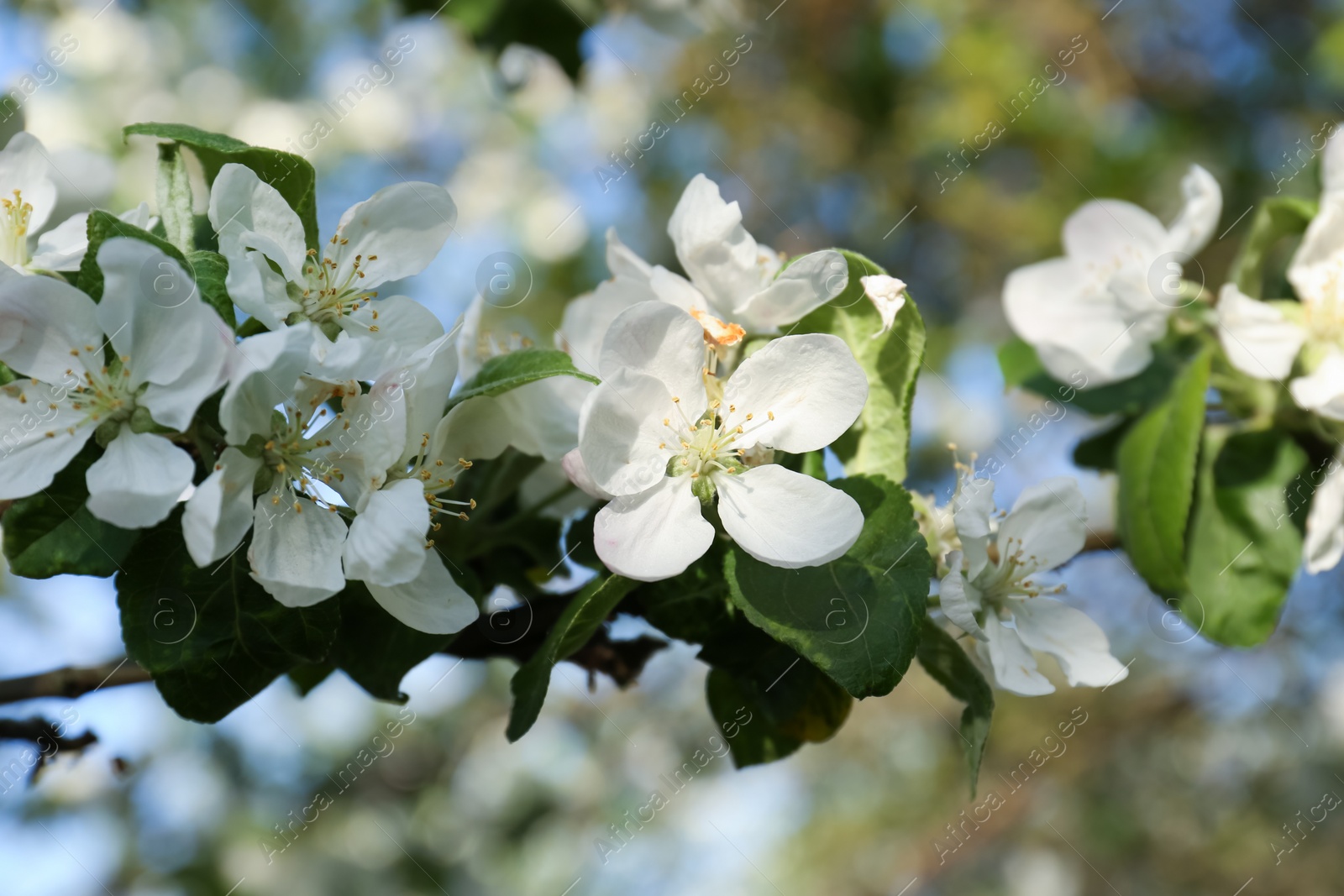 Photo of Apple tree with beautiful blossoms, closeup view. Spring season