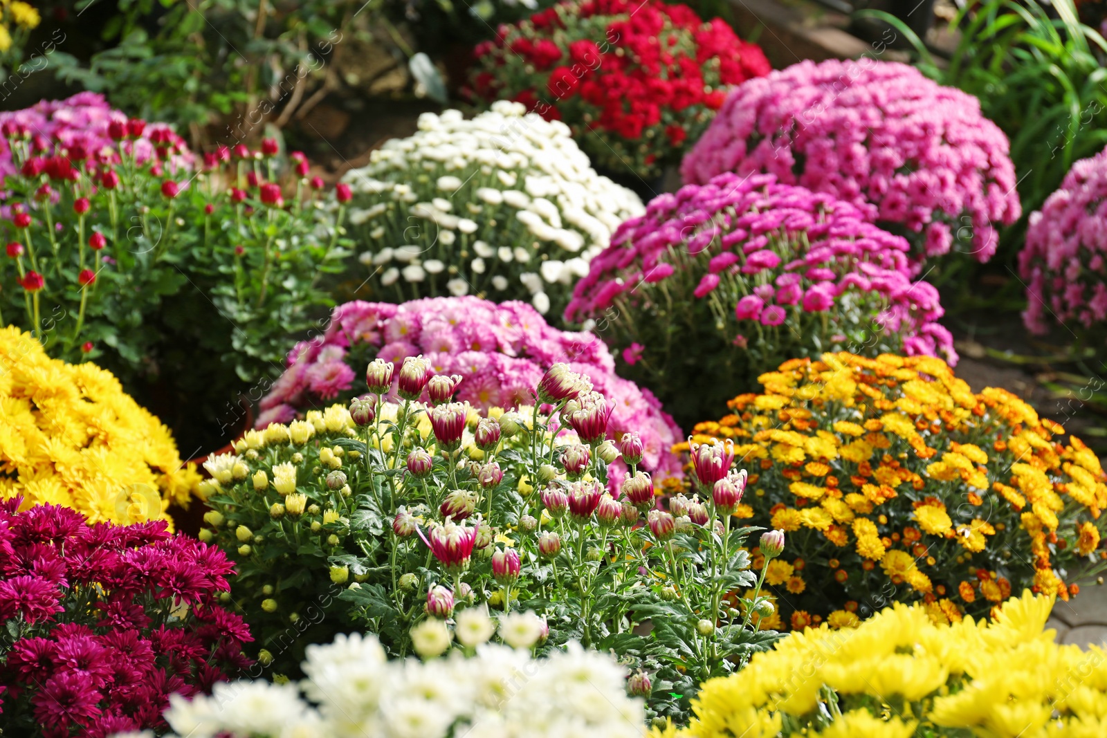 Photo of View of fresh beautiful colorful chrysanthemum flowers outdoors