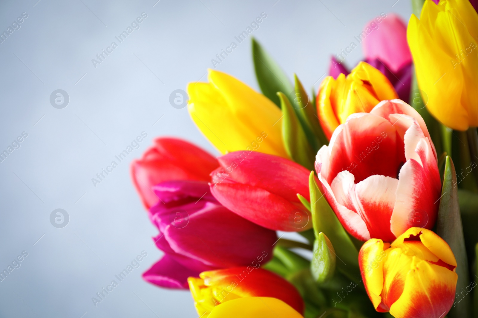 Photo of Beautiful spring tulips on light blue background, closeup