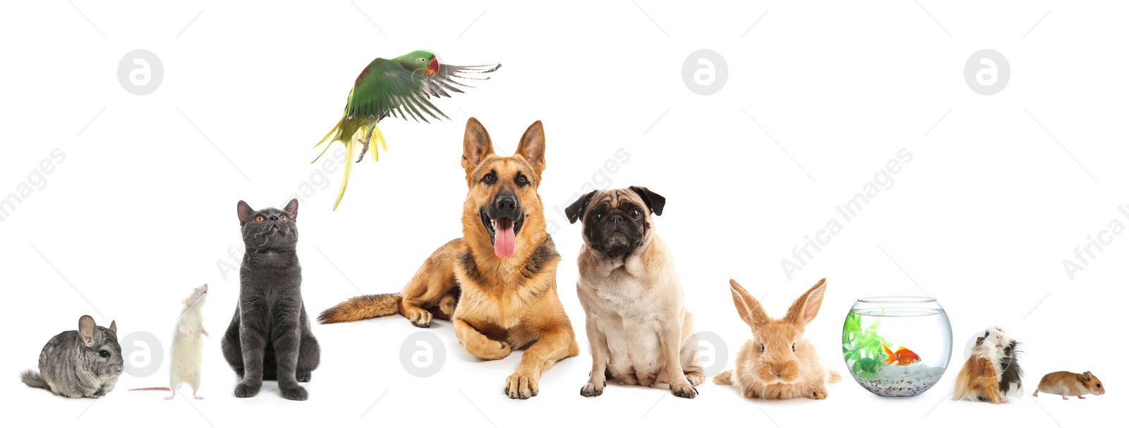 Image of Group of different domestic animals on white background, collage