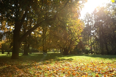 Image of Beautiful park with trees and fallen leaves on green grass. Autumn season 