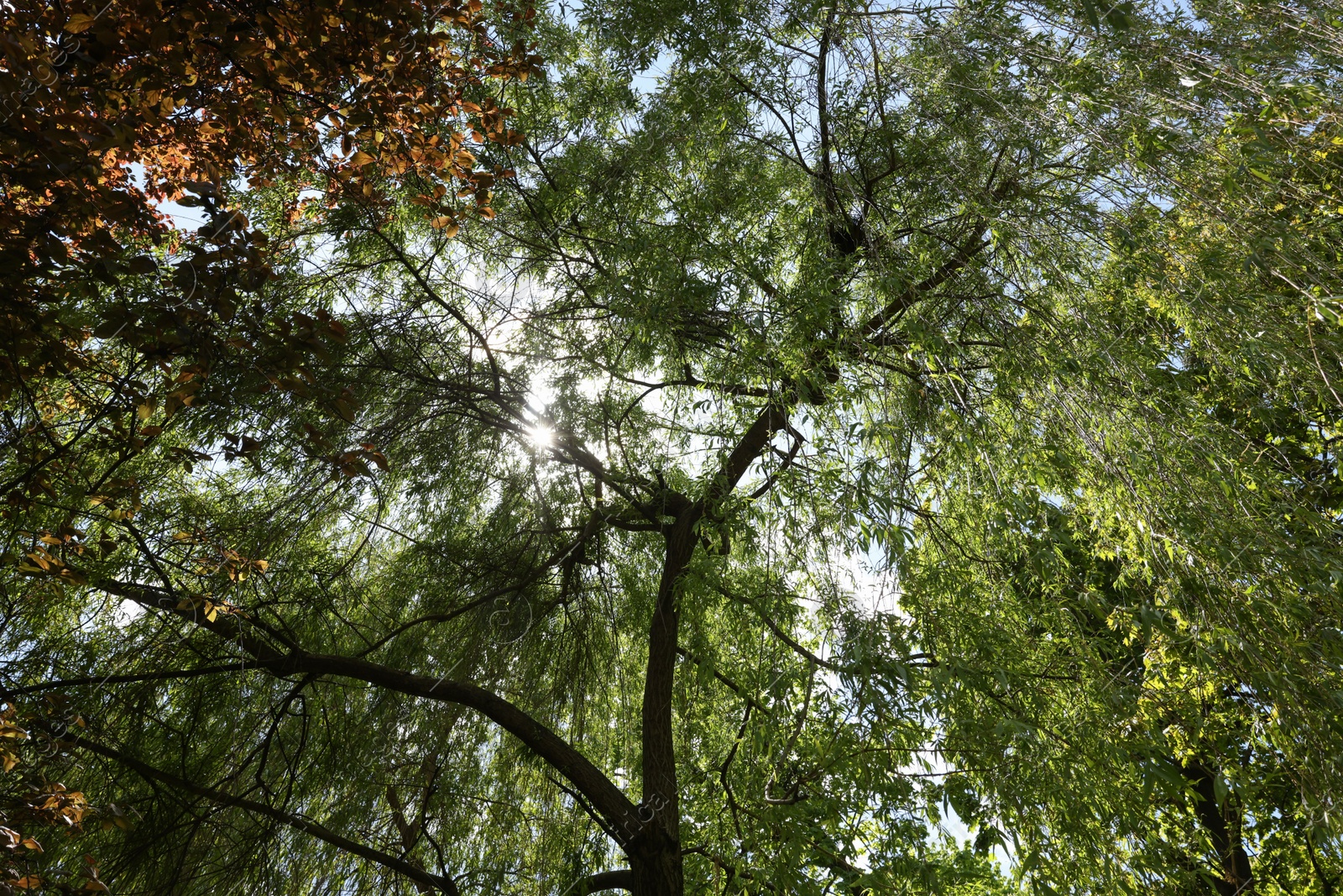 Photo of Beautiful willow tree with green leaves growing outdoors on sunny day, low angle view