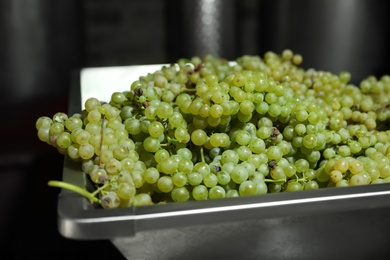 Photo of Fresh ripe grapes in crusher indoors, closeup. Winemaking process