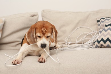 Photo of Naughty Beagle dog chewing electrical wire on sofa indoors