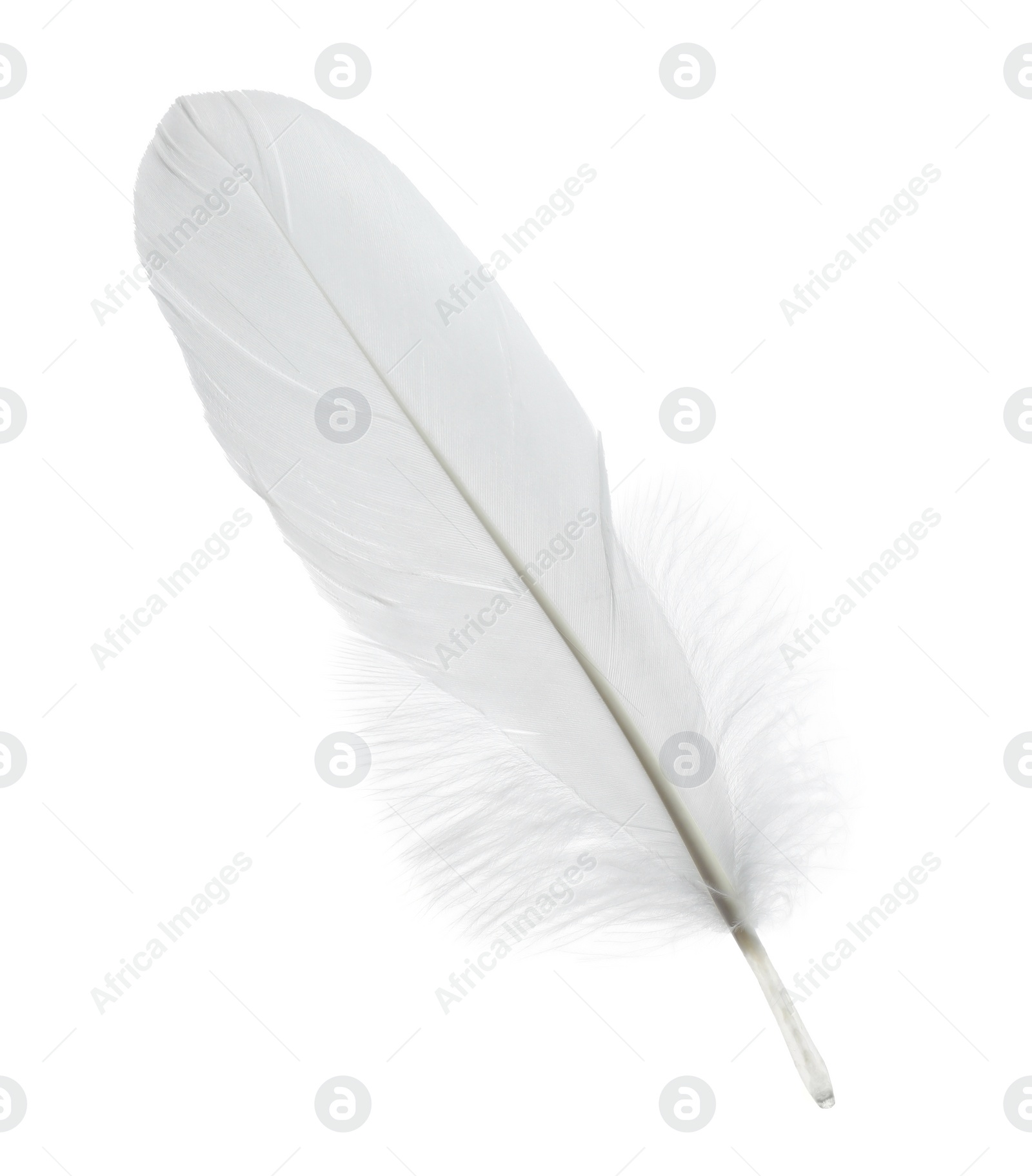 Photo of Beautiful white bird feather isolated on white