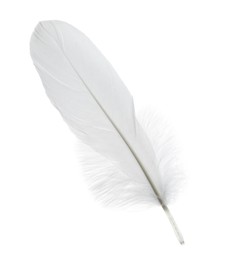 Photo of Beautiful white bird feather isolated on white