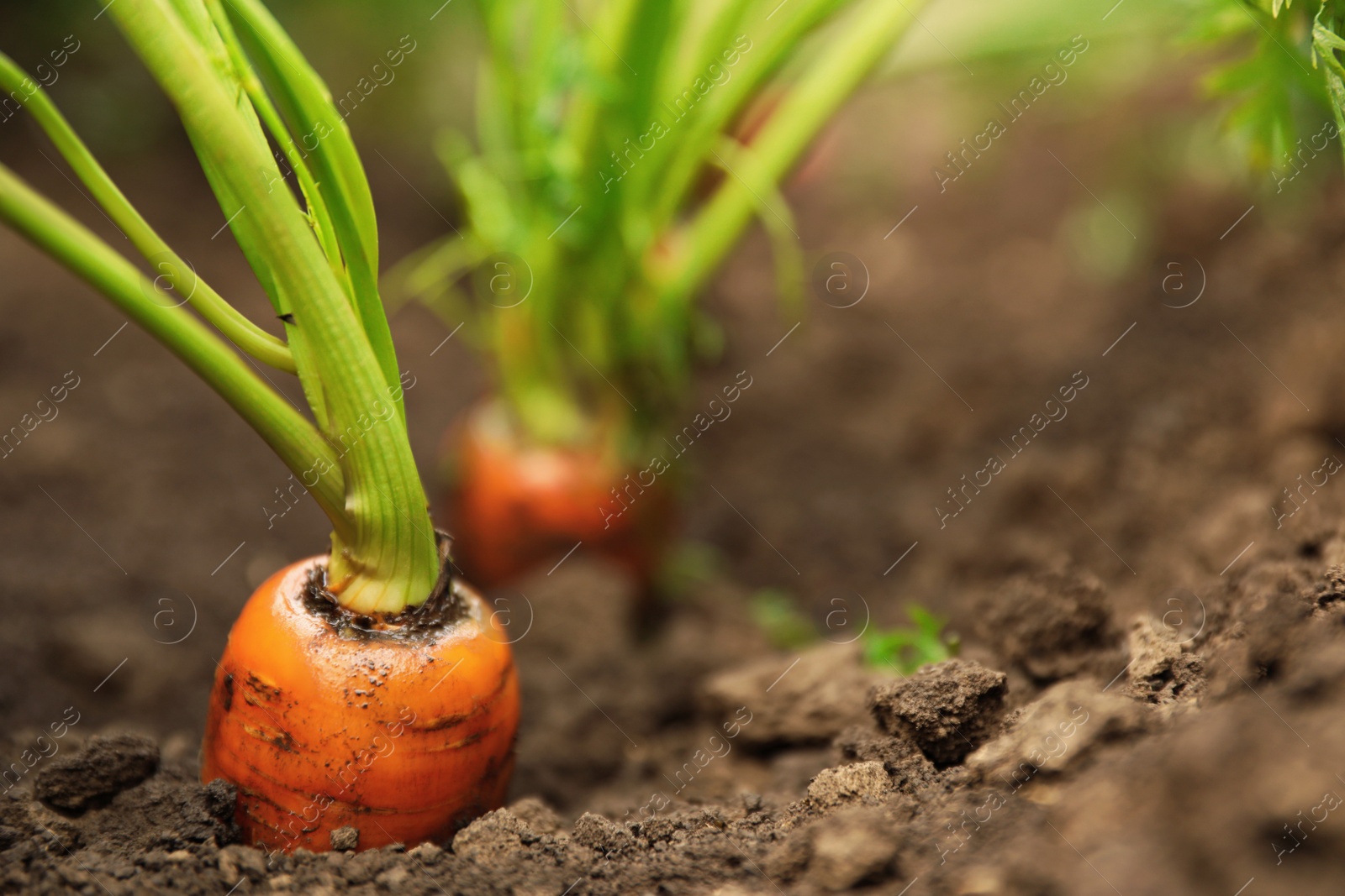 Photo of Ripe carrots growing in soil, closeup with space for text. Organic farming