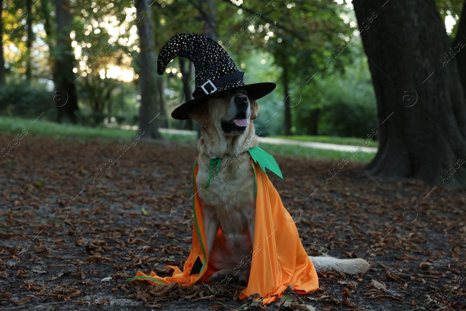 Photo of Cute Labrador Retriever dog wearing Halloween costume in autumn park