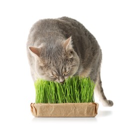 Photo of Cute cat eating fresh green grass on white background