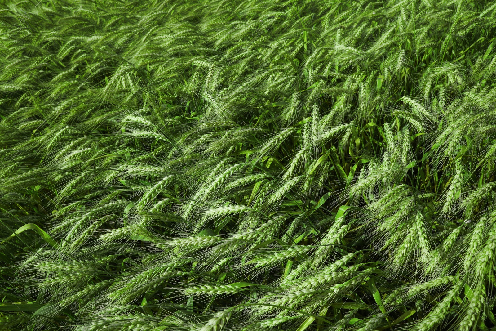 Photo of Beautiful agricultural field with ripening wheat crop