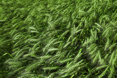 Beautiful agricultural field with ripening wheat crop