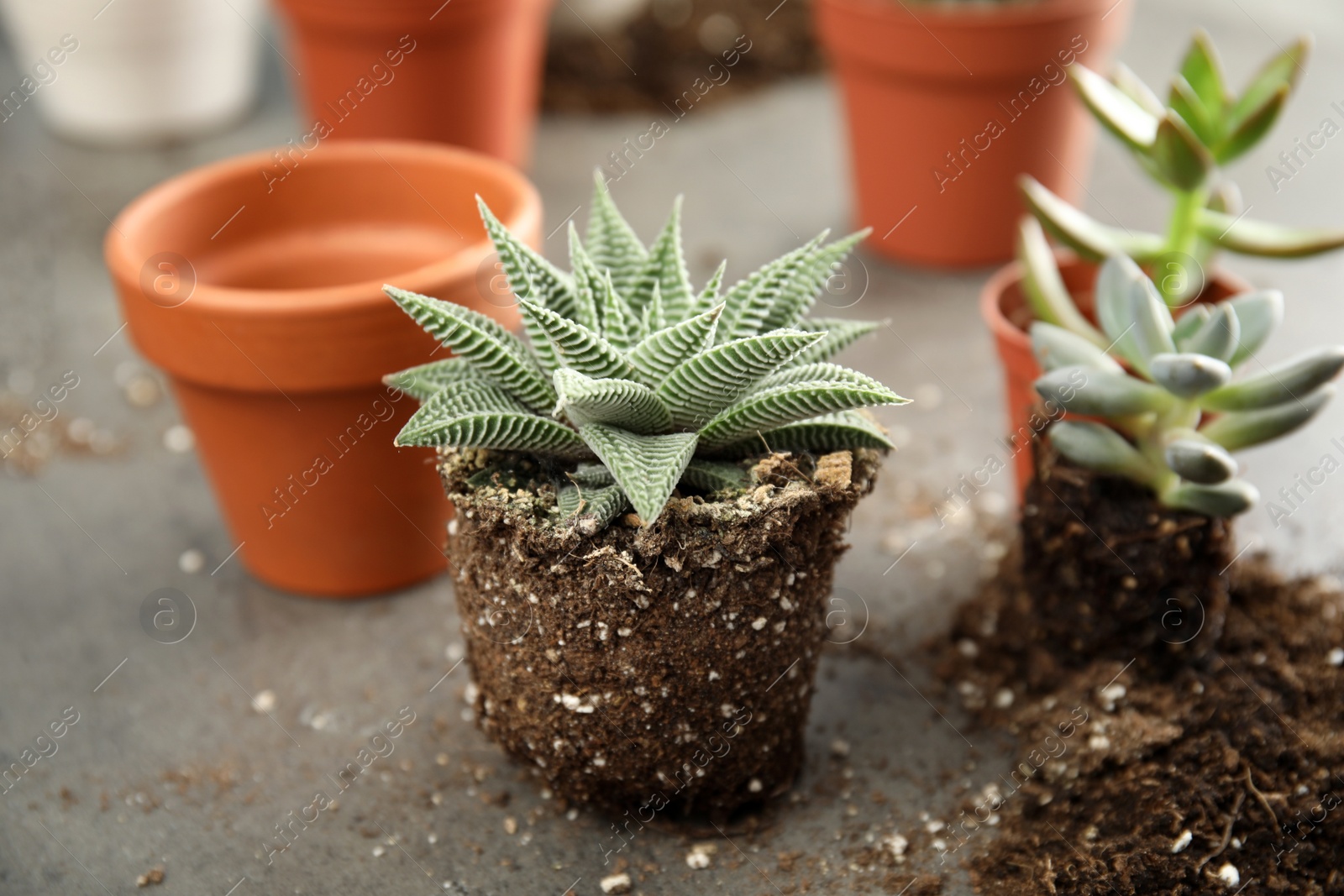 Photo of Succulents on grey table. Transplanting home plants