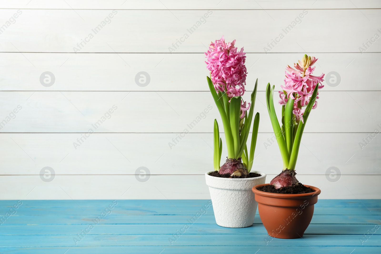 Photo of Beautiful potted hyacinth flowers on light blue wooden table. Space for text