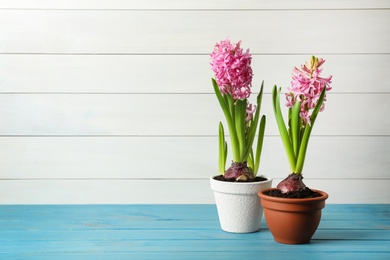 Photo of Beautiful potted hyacinth flowers on light blue wooden table. Space for text
