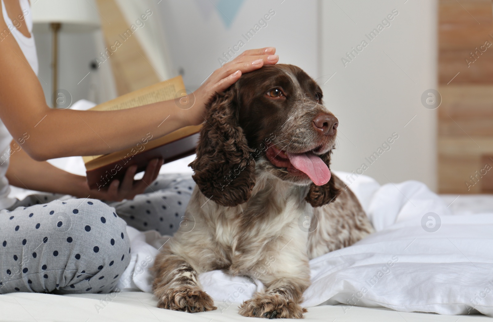 Photo of Adorable Russian Spaniel with owner on bed, closeup view. Space for text