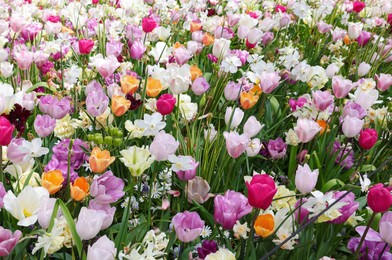 Photo of Many different beautiful flowers in park. Spring season