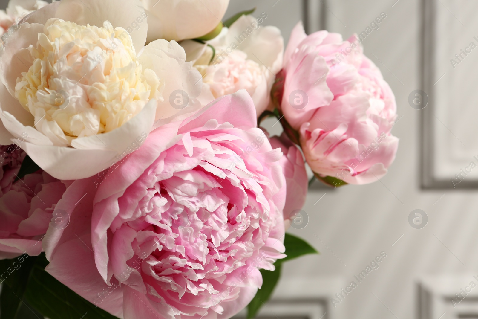 Photo of Beautiful aromatic peonies on blurred background, closeup