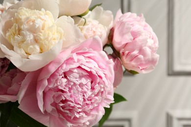 Beautiful aromatic peonies on blurred background, closeup