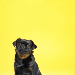 Photo of Adorable black Petit Brabancon dog on yellow background, space for text
