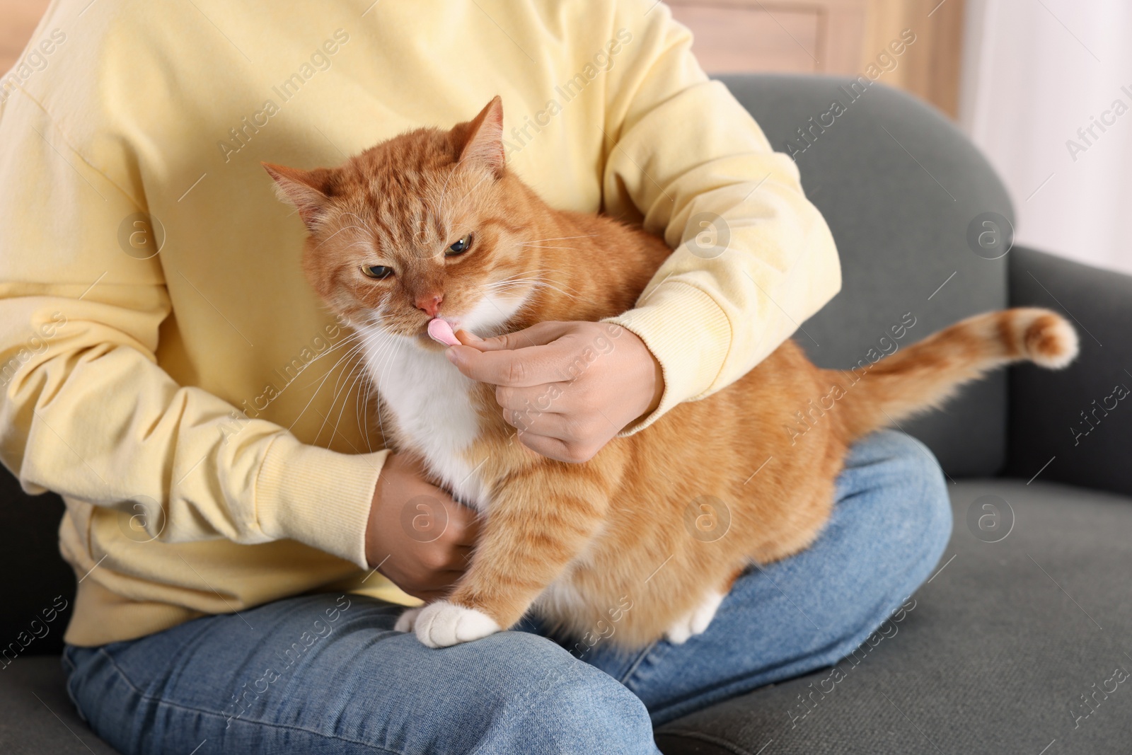 Photo of Woman giving vitamin pill to cute ginger cat on couch indoors, closeup