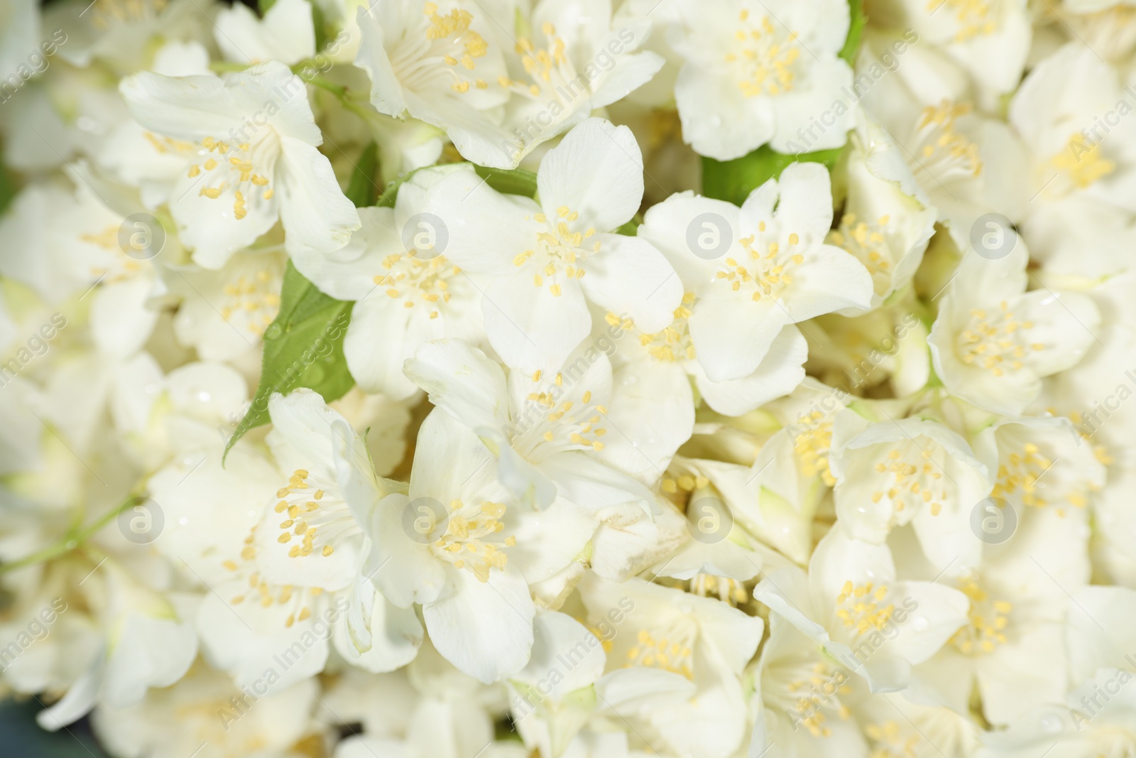 Photo of Beautiful jasmine flowers as background, top view