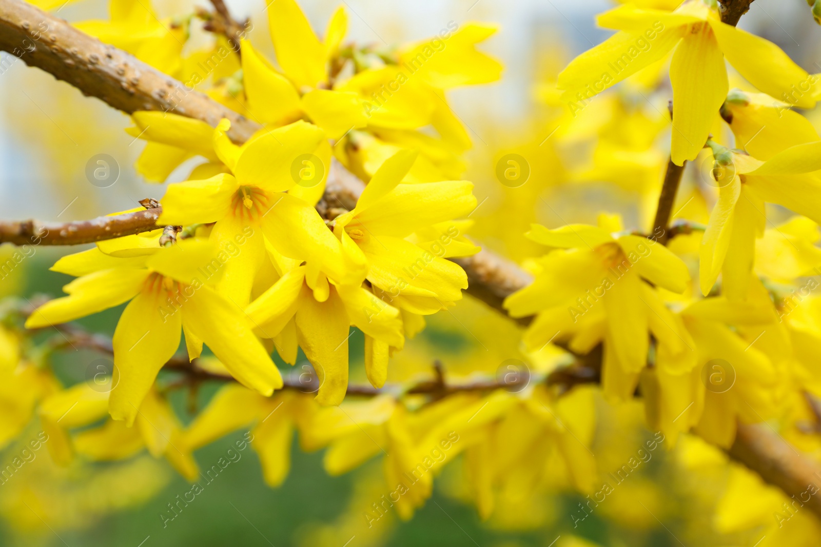 Photo of Closeup view of beautiful blooming forsythia shrub outdoors