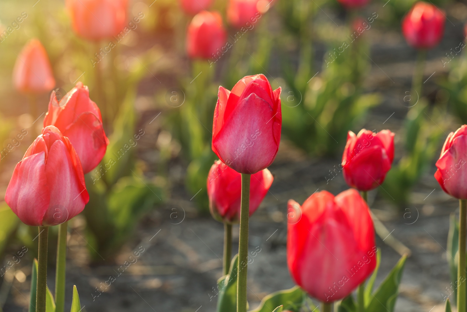 Photo of Closeup view of beautiful fresh tulips on field, space for text. Blooming spring flowers