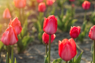 Photo of Closeup view of beautiful fresh tulips on field, space for text. Blooming spring flowers