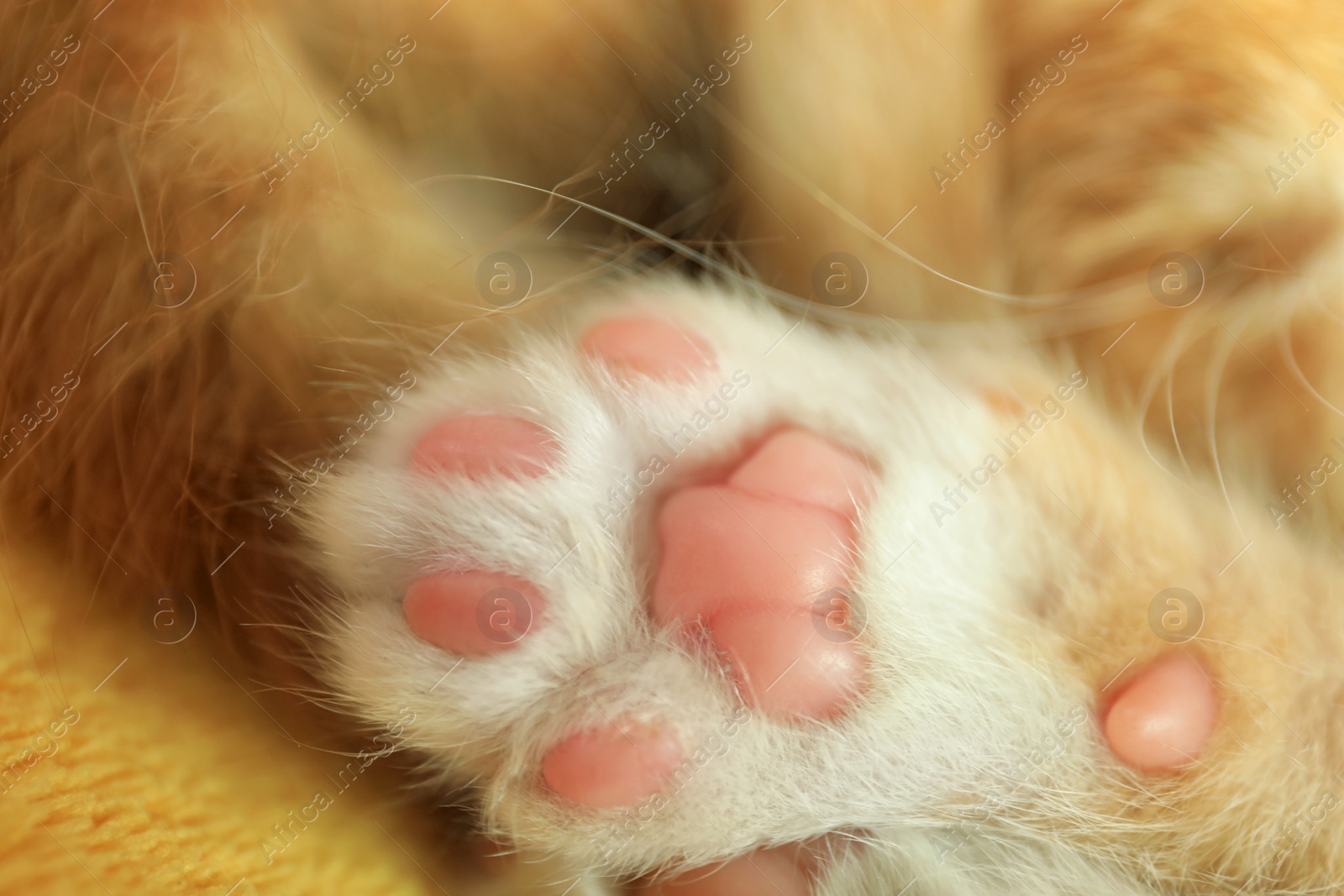 Photo of Cute little kitten, closeup view of paw