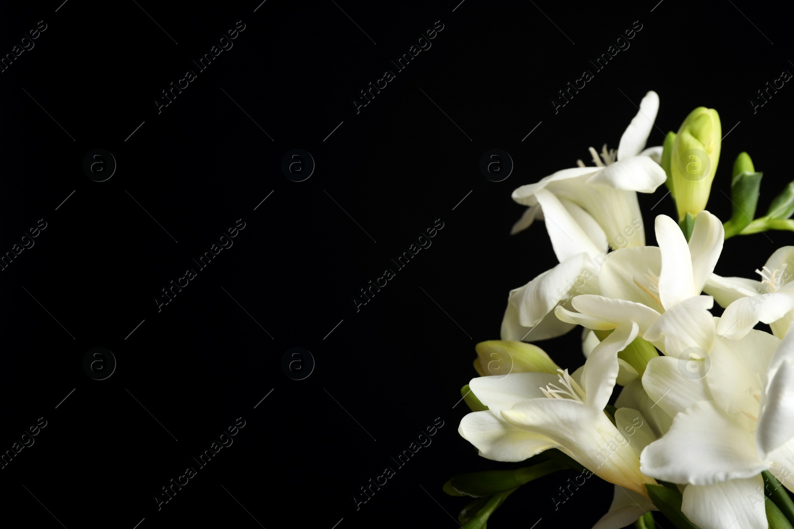 Photo of Beautiful freesia flowers on black background, closeup. Space for text