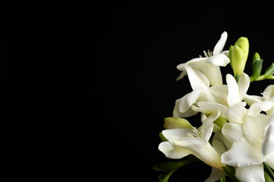 Beautiful freesia flowers on black background, closeup. Space for text