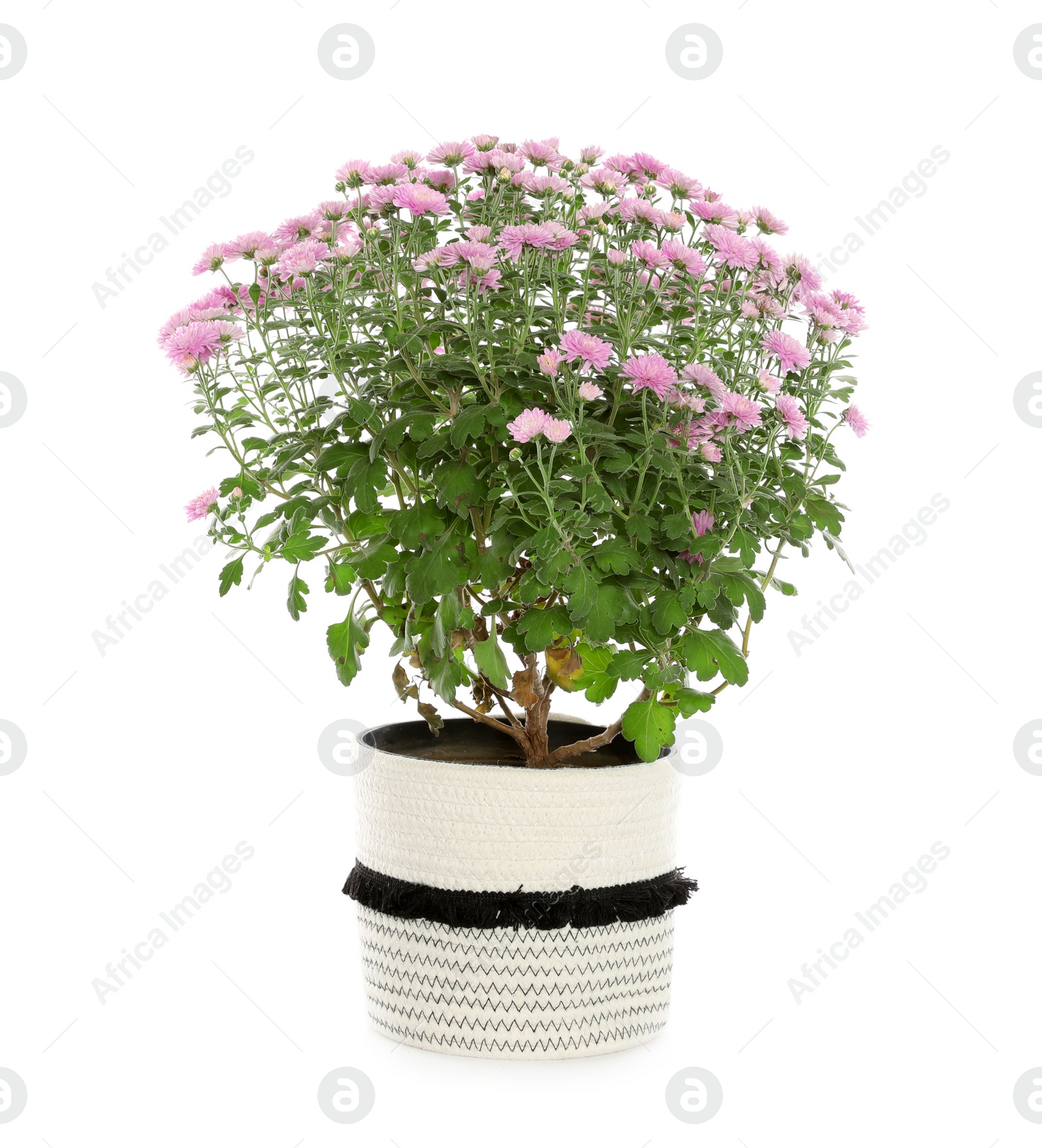 Photo of Beautiful pink chrysanthemum flowers on white background