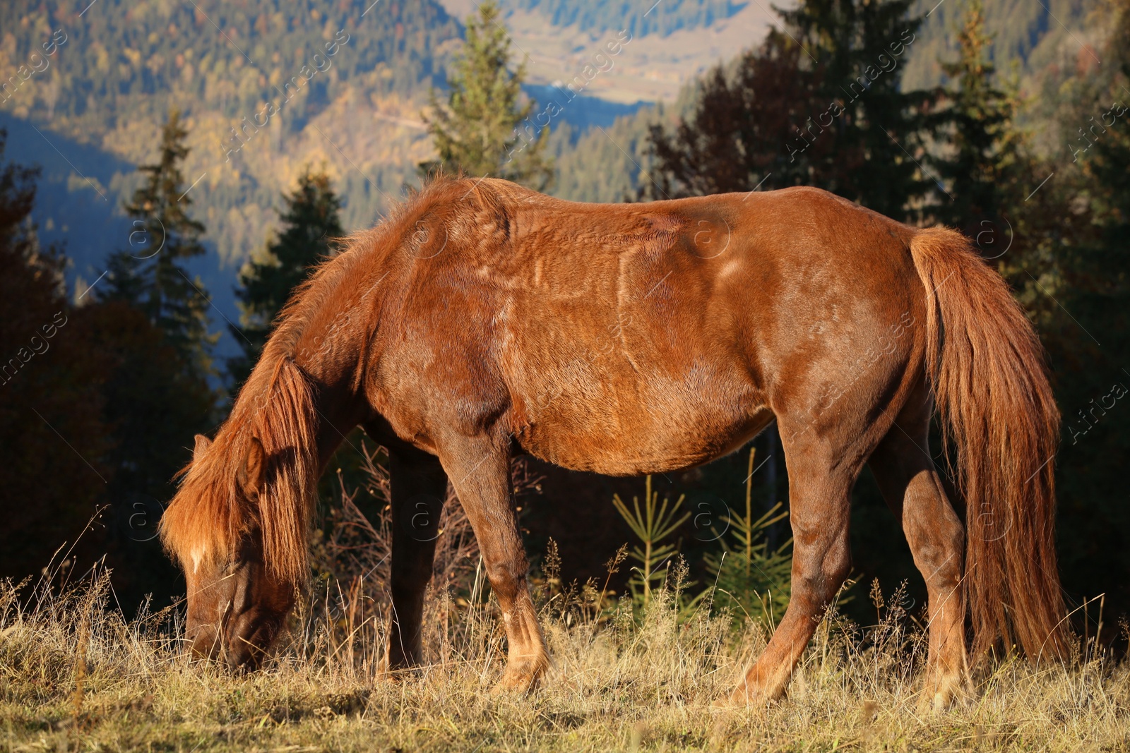 Photo of Brown horse grazing outdoors on sunny day. Beautiful pet