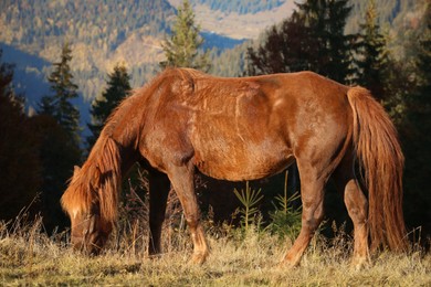 Brown horse grazing outdoors on sunny day. Beautiful pet