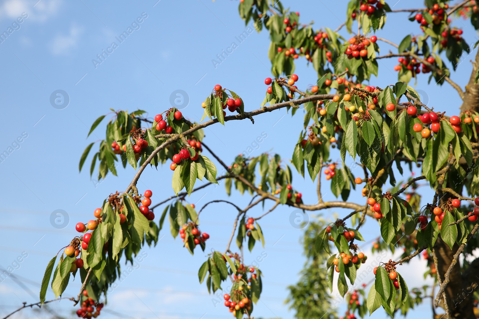 Photo of Cherry tree with green leaves and unripe berries growing outdoors