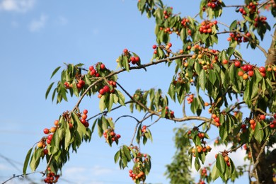 Cherry tree with green leaves and unripe berries growing outdoors