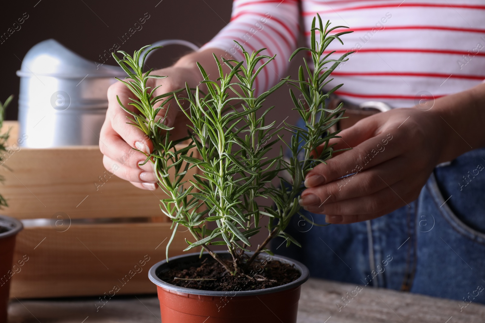 Photo of Woman taking care of potted rosemary plant at wooden table, closeup