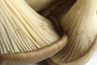 Photo of Fresh oyster mushrooms on white background, macro view