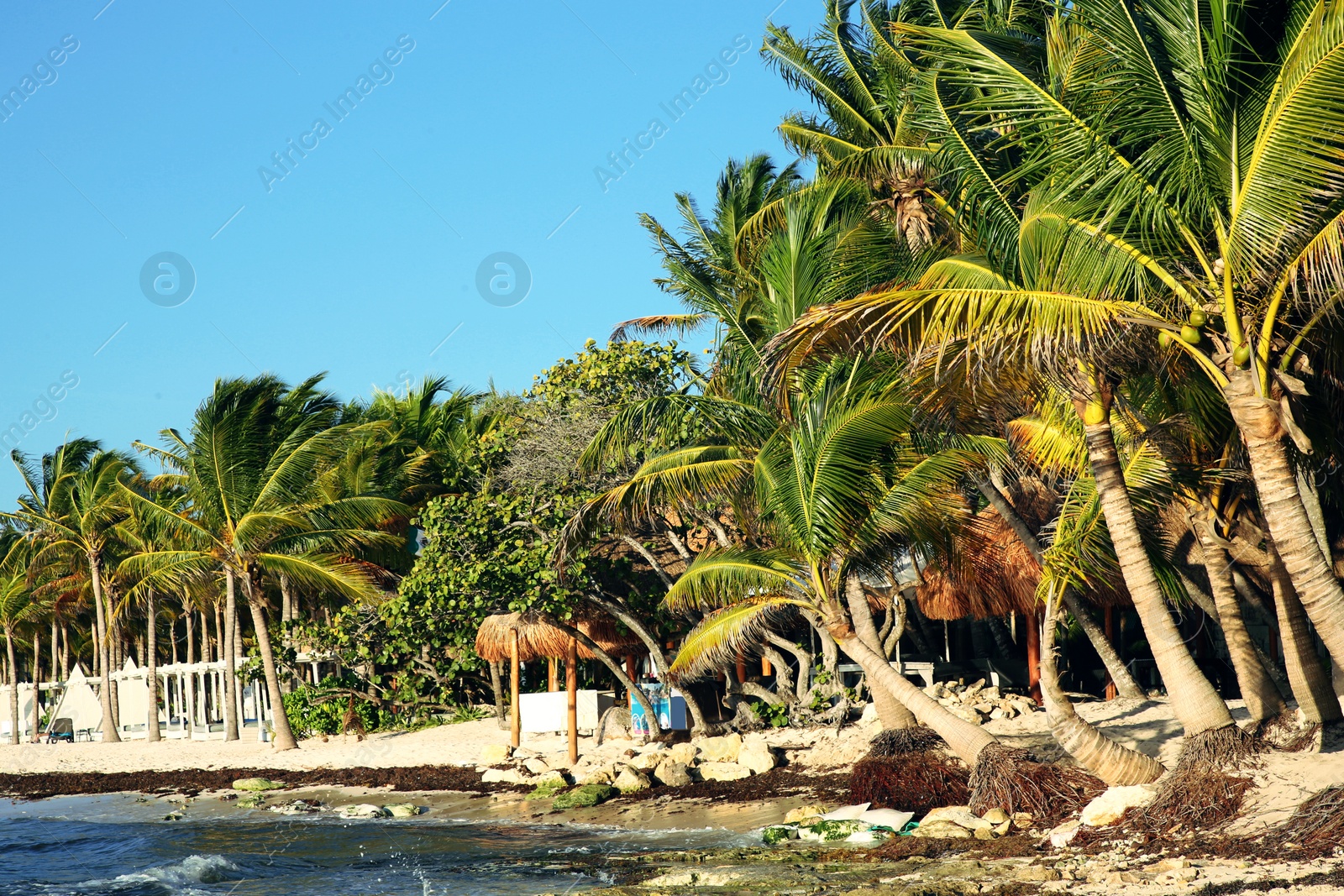 Photo of Picturesque view of sea coast and palm trees on sunny day