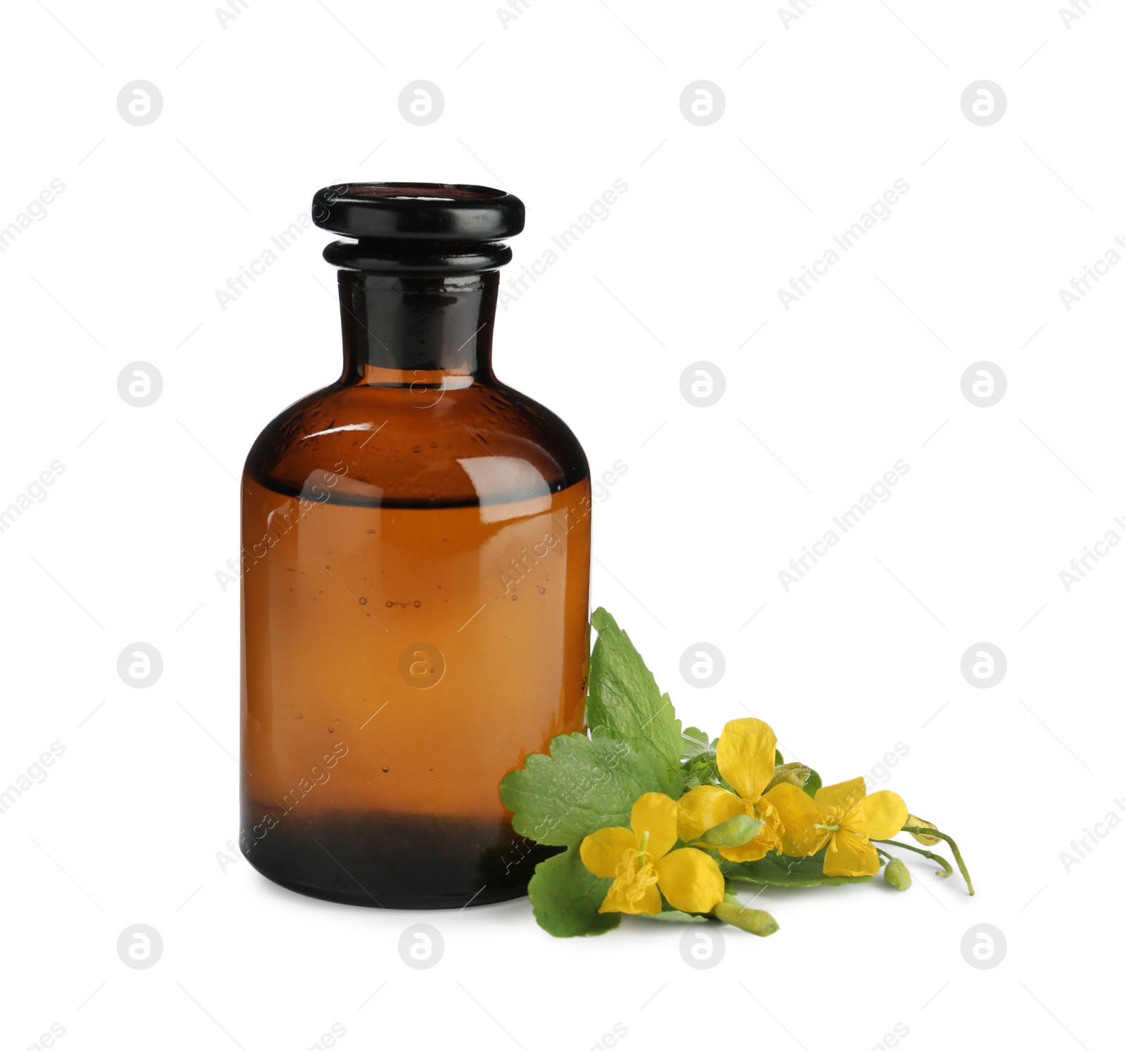 Photo of Bottle of celandine tincture and plant on white background