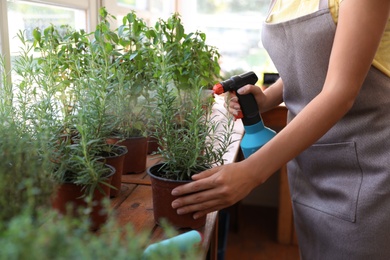 Young woman sprinkling home plants at wooden table indoors, closeup