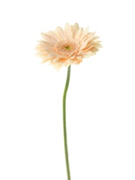 Photo of Beautiful bright gerbera flower on white background